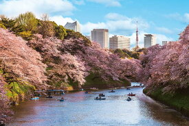 ジグソーパズル 千鳥ヶ淵の花見桜(東京) 1000ピース やのまん YAM-10-1436 パズル Puzzle ギフト 誕生日 プレゼント