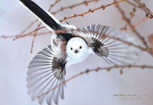 WO\[pY kCDysu~R̃V}GiKv 300s[X L[eB[Y CUT-300-424 pY Puzzle Mtg a v[g