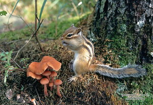 WO\[pY kC͓SuG]V}Xv 300s[X L[eB[Y CUT-300-439 pY Puzzle Mtg a v[g