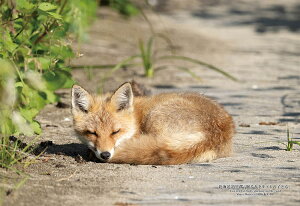 WO\[pY kCΗSuL^Lcl̎qǂv 300s[X L[eB[Y CUT-300-443 pY Puzzle Mtg a v[g