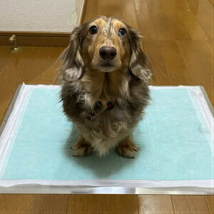 g[jOybggCg[@XeXtbggCg[@ybgg[@ChTCYybggCg[@傫TCYV[cgCg[