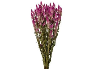 y񂹁z hCt[ V 40g [Y CeA ͂Ȃ ϗtA ԍ t[AWg tFCNt[  Xܑ o ԍ hCt[  t