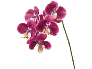 y񂹁z  At@m _[NI[Lbh 112 DKOC A[eBtBVt[ CeA  ͂Ȃ ϗtA ԍ t[AWg tFCNt