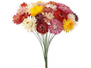 y񂹁z hCt[ eC[t ~bNX 25{ CeA ͂Ȃ ϗtA ԍ t[AWg tFCNt[  Xܑ ԍ hCt