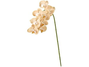 y񂹁z  ~jkt@m 13 PE BE s[`x[W A[eBtBVt[ CeA  ͂Ȃ ϗtA ԍ t[AWg tFCNt