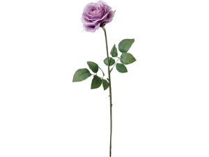 y񂹁zYDM  [Y x_[[ CeA ͂Ȃ ϗtA ԍ t[AWg tFCNt[ Xܑ o ԍ   t[AWg