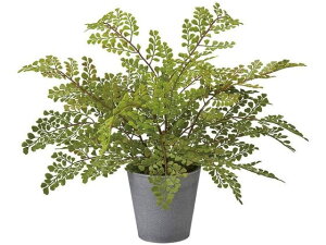 y񂹁z  AWA^|bg GREEN CeA ͂Ȃ ϗtA ԍ t[AWg ԗt Xܑ t O[   t[AWgޗ