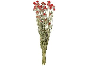 y񂹁z hCt[ gXgx[ 45g CeA ͂Ȃ ϗtA ԍ t[AWg tFCNt[  Xܑ ԍ hCt[  