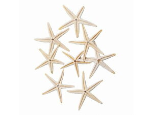 y񂹁z X^[tBbV 8 zCg CeA ԍ t[AWg qgf t[AWg Ԋ Ԏ  t[AWgޗ