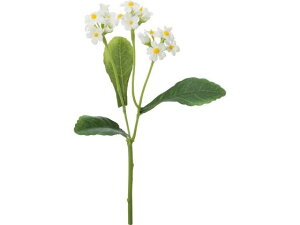 y񂹁zYDM  XiOT N[ ԍ   t[AWgޗ