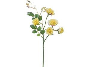 y񂹁zYDM  XEB[g[Y CG[