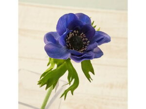 y񂹁zYDM  tbVAll u[ CeA ͂Ȃ ϗtA ԍ t[AWg tFCNt[ Xܑ ԍ   t[AWgޗ