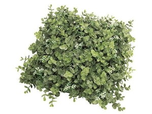 y񂹁z  [Jx[}bg GREEN 0 CeA ͂Ȃ ϗtA ԍ t[AWg tFCNO[ Xܑ t O[   t[AW