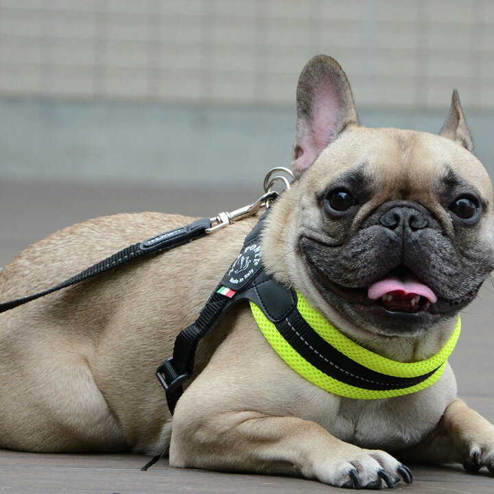 犬用リード／小型犬用リード／1.8m／小型犬／犬／散歩用リード／ペット用品／軽量
