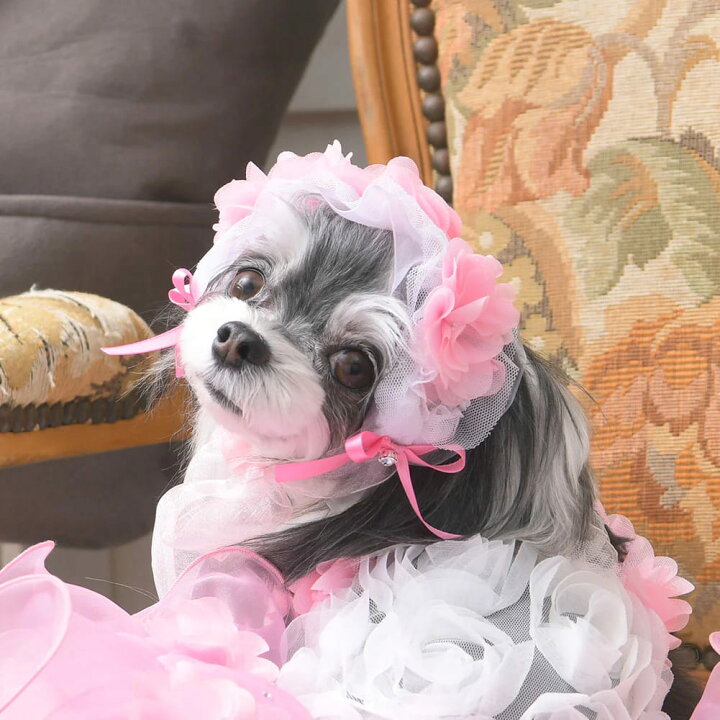 楽天市場】【Luxebirdie】ロズレボンネット（犬 服 小型犬 ヘッド 