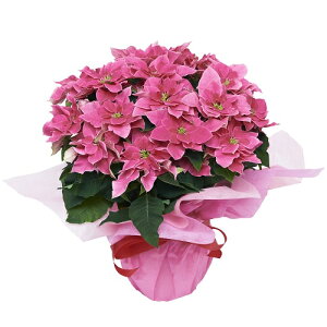 NX}X̒ԁI|CZ`A􁙃NX}XMtgEjEaEjEoYjEJXjELOEE\ȂǁB