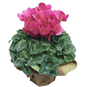 NX}X̒ԁIVN􁙃NX}XMtgEjEaEjEoYjEJXjELOEE\EΕȂ