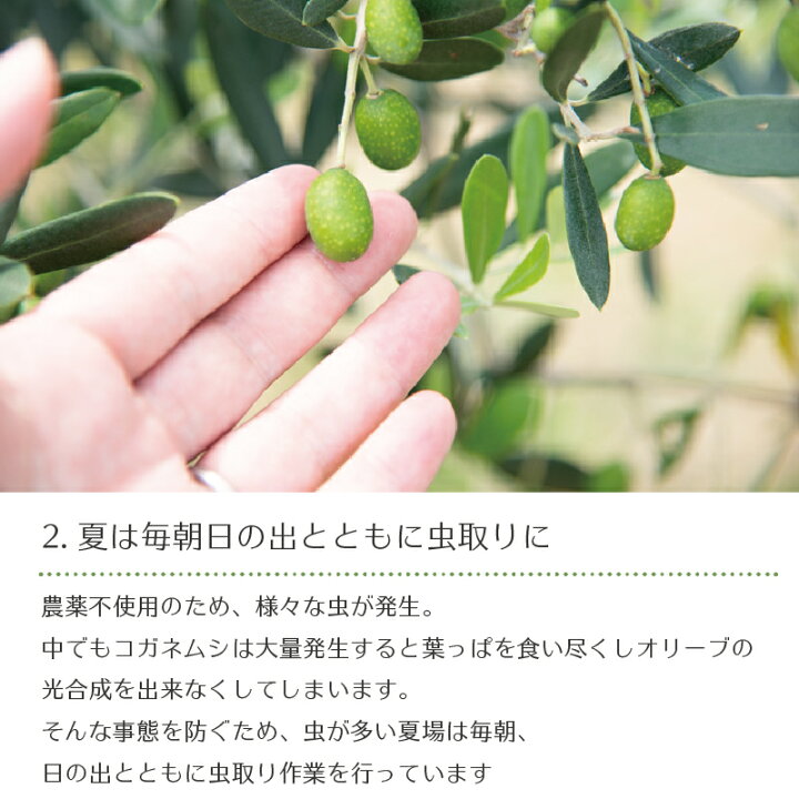 楽天市場 物産展クーポンで30 Off 国産 農薬不使用 オリーブ茶 2g 12包 国産 オリーブティー オリーブ葉 ティーバック ティーパック 水出し 静岡県浜松市 和olive園 水出し メール便 農薬不使用 ノンカフェイン 無農薬 送料無料 ナチュレルハウス