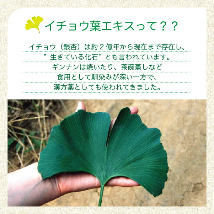 楽天市場 イチョウキング 50ml 約1 000滴 ビブラボン イチョウ葉エキス 国産 物忘れ うっかり 記憶 ケルセチン サプリ フラボノイド 農薬不使用 ギンコライド テルペンラクトン ヘスペリジン アントシアニン イソフラボン ケルセチン ルチン カテキン 液体
