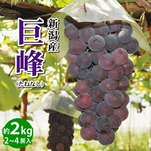 yVYz Ԃǂ Ȃ 2`4[ 2kg y:8{`10{܂ŗ\zyʏ}ցzyO[t@Ng[zMtg p p ƒp Y Vs ʕ 