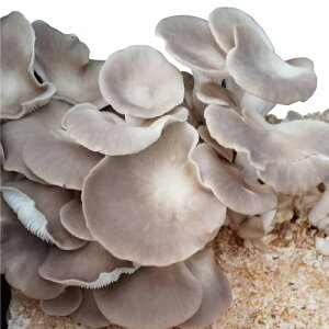 ό̂́wтx1kgyN[①ցz