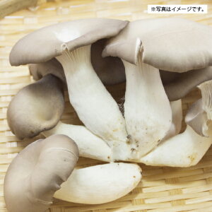 ひらたけ きのこの通販 価格比較 価格 Com