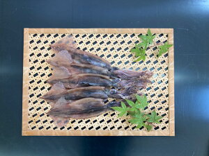 hV̓ Mtg ۊ(^) 500g Ⓚ [J[ XCJ(xRY)   xR _CTېY