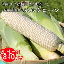 白いとうもろこし まるでフルーツ 兵庫県産 但馬産 生 シルクコーン 2L8本 ～ L10本 トウモロコシ 新鮮 甘いとうもろこし スイートコーン 純白トウモロコシ 送料無料 JA たじま お中元 贈答 御中元 ギフト ピュアホワイト ホイップコーン スウィートコーン