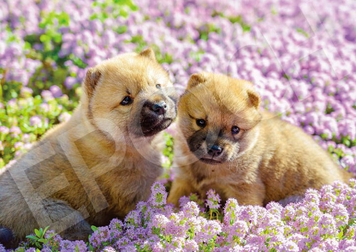 楽天市場 Epo 01 073 ペット 動物 ひなたぼっこ犬 108ピース ジグソーパズル エポック社 ジグソークラブ楽天市場店