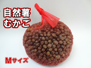 y󏭕izyÉqVYz@R̂ނ@MTCY@1kgy]qzyJSzyōEz