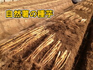 【自然薯の種芋】　自然薯の種芋　80〜120g前後　10本セット【天然種】【在来種】【税込・送料別】