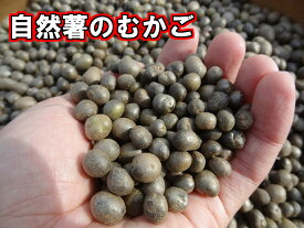【希少品】【静岡県牧之原産】　自然薯のむかご　Mサイズ　500g【余零子】【ムカゴ】【税込・送料無料】