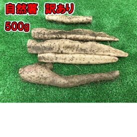 【訳あり】【静岡県牧之原産】【簡易包装】【コンパクト】こだわりの栽培のカット自然薯 　約500g　【税込・送料込】【長寿】【山芋】【とろろ】【とろろ県】【ケンミンショー】【ケンミンSHOW】