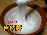 【送料無料】【訳あり】【自然薯】品質は変わり無し。キズや折れ等の訳あり品　1kg【ケンミンショー】【…