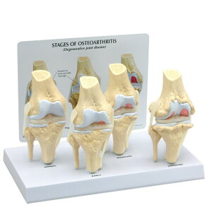 l̖͌^ G֐ i͌^ ό`G֐ߏ 4iK OM-GP-1100 GPI Anatomicals `O Ґ w wKp  
