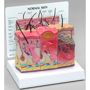 w͌^@畆/Ƃ₯ǁ@{t@GPI Anatomicals@畆@₯ǁ@Ώ@͌^