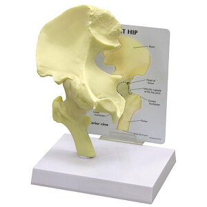 l̖͌^ Ҋ֐ i͌^ OM-GP-1260 GPI Anatomicals  x `O Ґ w wKp  