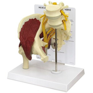 l̖͌^ Ҋ֐ ؓ _o OM-GP-1311 GPI Anatomicals _o ؏ǌQ `O Ґ w wKp  