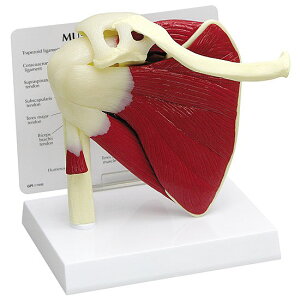 l̖͌^ ֐ ؓ i͌^ OM-GP-1810 GPI Anatomicals [e[^[Jt F l\ ܏\ `O Ґ 