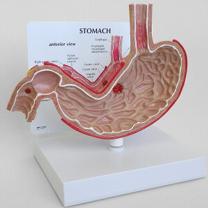 ݖ͌^ l̖͌^  OM-GP-2000 GPI Anatomicals ݒ \w H  Ґ w w  wKp 