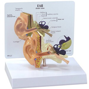 l̖͌^   OM-GP-2250 GPI Anatomicals U \  @A ߂܂  Ґ w wKp  
