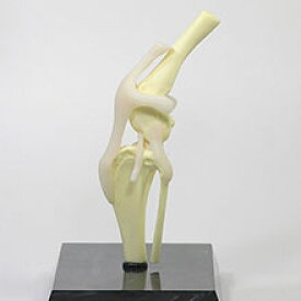 動物模型 犬の膝関節 OM-GP-9050 日本語訳付き GPI Anatomicals