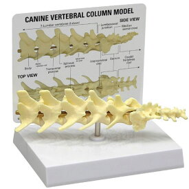 動物模型 犬の脊柱 OM-GP-9080 日本語訳付き GPI Anatomicals