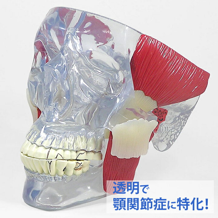 楽天市場】人体模型 顎関節 顎関節症 TMJ OM-GP-2880 GPI Anatomicals 