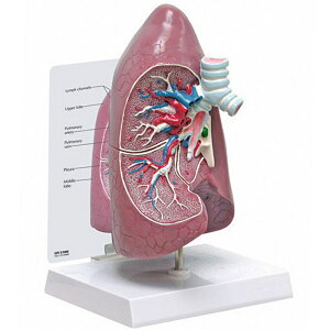 l̖͌^ x i͌^ OM-GP-3100 GPI Anatomicals ċz Cǎx  KX Ґ w wKp  