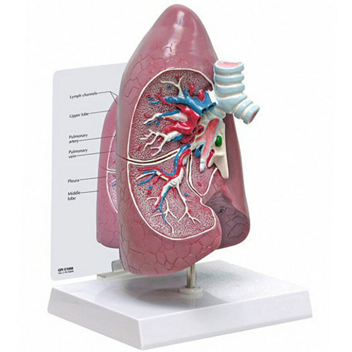 楽天市場】人体模型 肺 骨格模型 OM-GP-3100 GPI Anatomicals 呼吸器科 