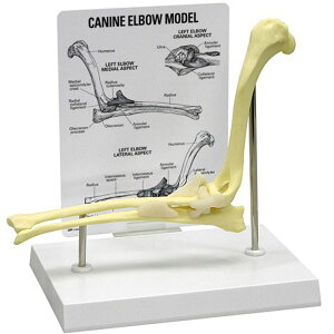  I֐ ͌^ ͌^ OM-GP-9070 GPI Anatomicals b `O ̍i x F Ґ wKp  