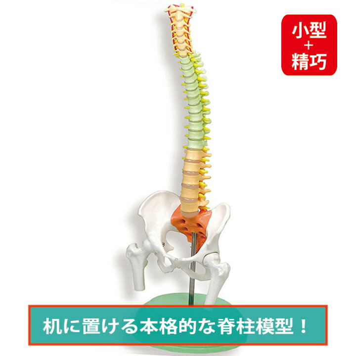 楽天市場】脊柱模型 ミニ脊柱模型 コンパクトサイズ人体模型 人体模型 