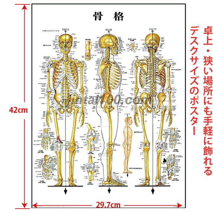 楽天市場】骨格 医学ポスター J8943 医学掛図 医学チャート 人体 