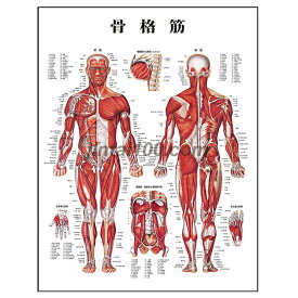 骨格筋 医学ポスター J8946 医学掛図 医学チャート 人体チャート 人体ポスター 人体解剖図 全身骨格筋図